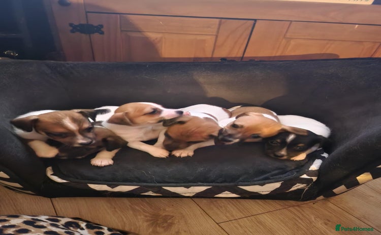 Jack Russell dogs - Advert 3