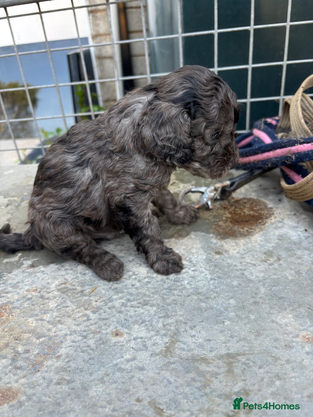 Cavapoo dogs for sale: Cavapoo puppies  in Preston - Image 11