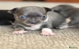 Chihuahua dogs for sale: ✨ Lilac Baby Girl with blue eyes  - Image 1