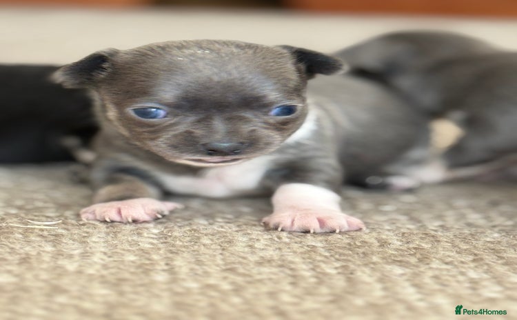 Chihuahua dogs - Advert 8