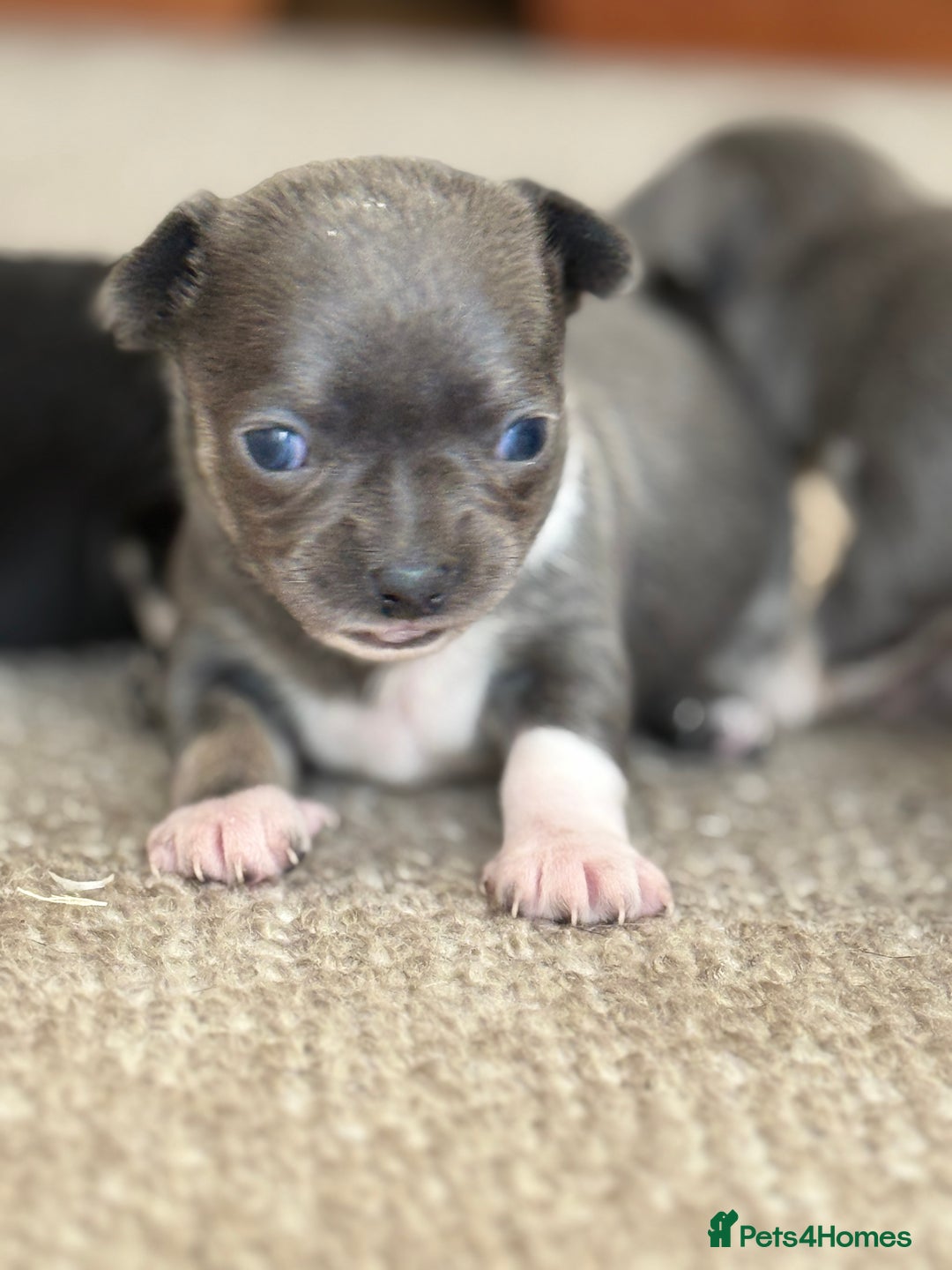 Chihuahua dogs for sale: ✨ Lilac Baby Girl with blue eyes  - Image 1