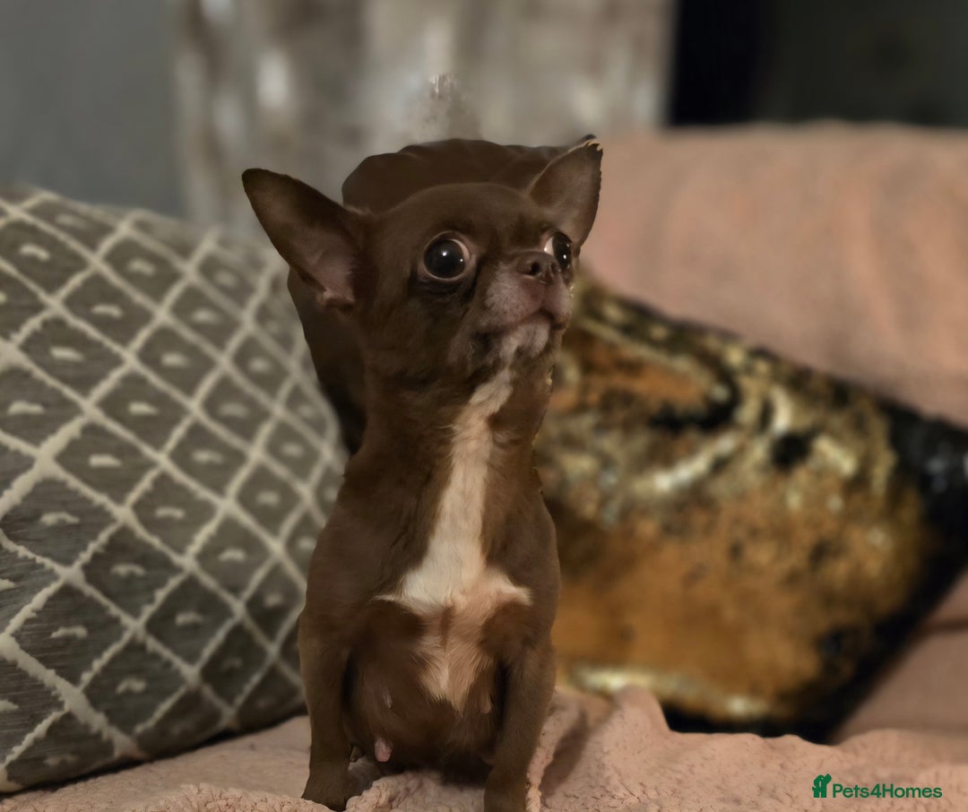 Chihuahua dogs for sale: Xx gorgeous chocolate longcoat chihuahua puppy Xx - Advert 7