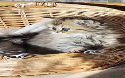 Persian cats for sale: Persian kittens  - Image 2