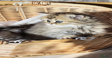 Persian cats - Advert 3