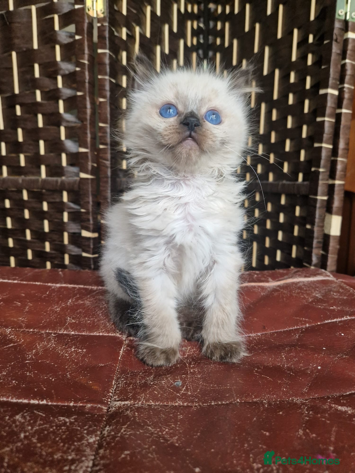 Ragdoll cats 1 sweet Ragdoll boy looks for a loving family  - Advert 1