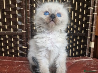 Ragdoll cats - Advert 28