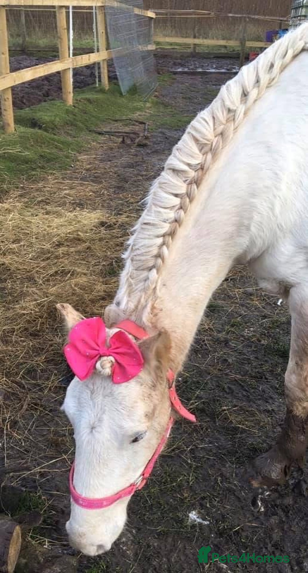 Riding pony horses for sale: For Sale Kids Lead Rein Pony! Safe and Bombproof - Advert 24