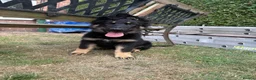 German Shepherd dogs for sale: Gorgeous 14 Week old Female German Shepherd - Advert 3