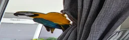 Macaws birds for sale: BLUE & GOLD MACAW, 2 YEARS OLD, COMPLETE SETUP in Maryport - Advert 3