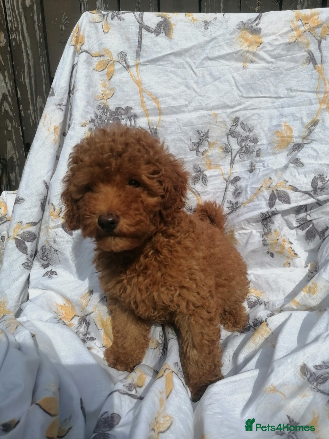 Miniature Poodle dogs for sale: Miniature poodles  - Image 30