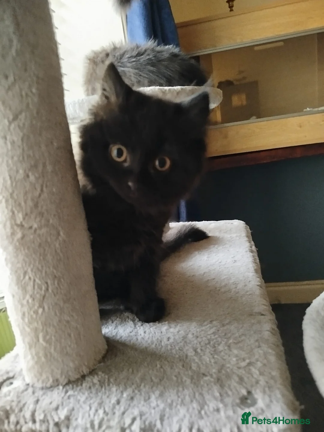 Mixed Breed cats for sale: 5 kittens for sale - Advert 5