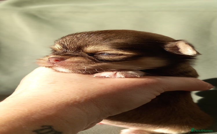 Chihuahua dogs ❤️‍🔥Dna tested parents❤️‍🔥Long-coat 2boys 2girls - Advert 13