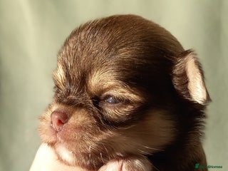 Chihuahua dogs ❤️🔥Dna tested parents❤️🔥Long-coat 2boys 2girls - Advert 13