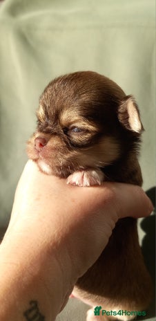 Chihuahua dogs ❤️🔥Dna tested parents❤️🔥Long-coat 2boys 2girls - Advert 13