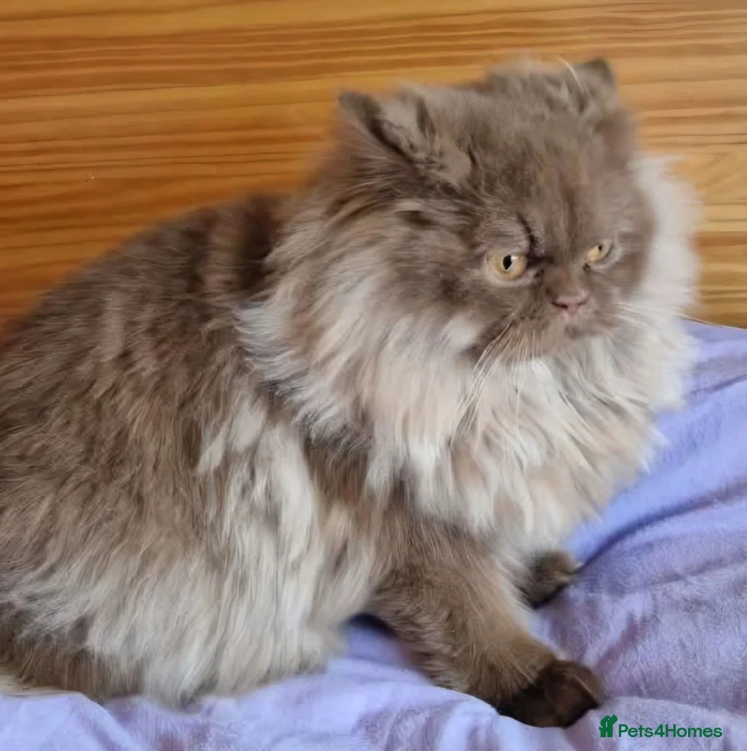 British Shorthair cats for sale: Cinnamon male - Advert 2