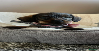 Miniature Dachshund dogs - Advert 1