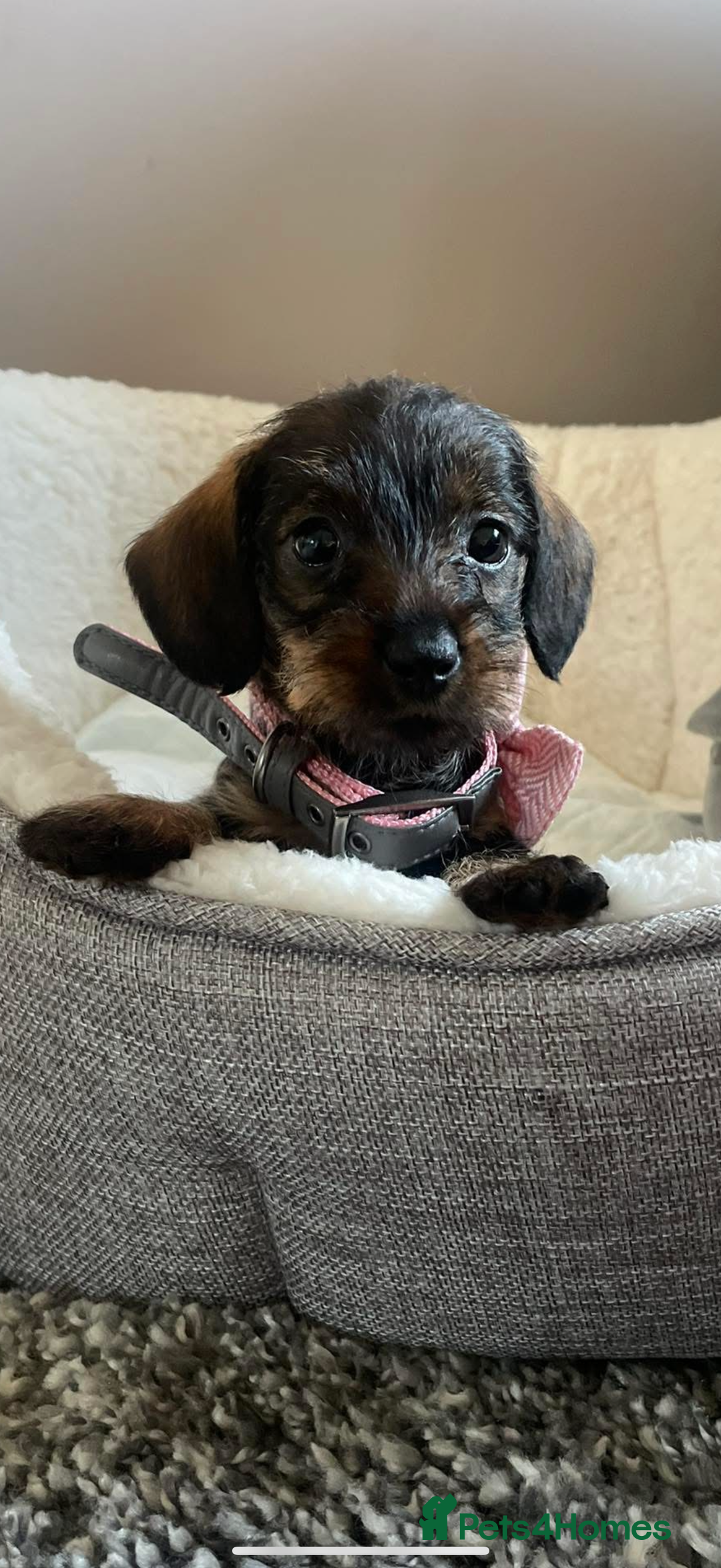 Miniature Dachshund dogs for sale: Dorothy . Beautiful wirehair true mini  - Image 2