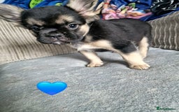 French Bulldog dogs for sale: *LAST2* Fluffy french bulldog puppies - Image 3