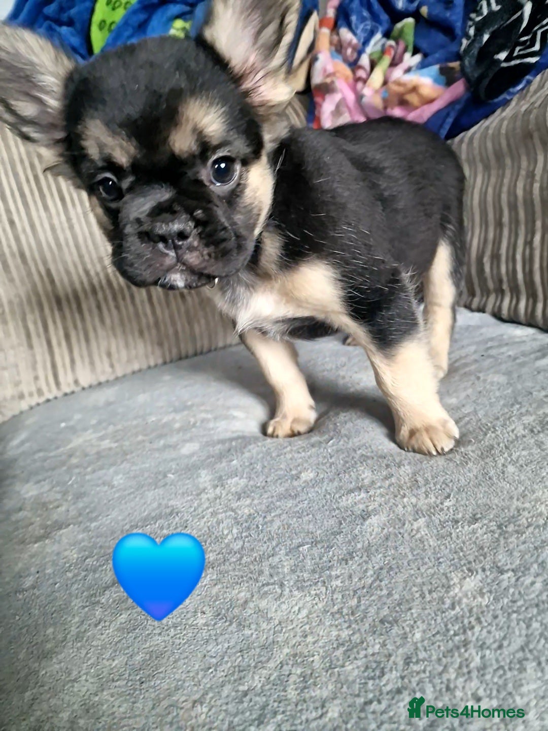 French Bulldog dogs for sale: *LAST2* Fluffy french bulldog puppies - Image 3