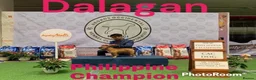 French Bulldog dogs for stud: Champion French Bulldog Available at Stud - Advert 2