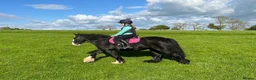 Riding pony horses for sale: 12 yr old cob mare. Perfect happy hacker/lead rein - Advert 4