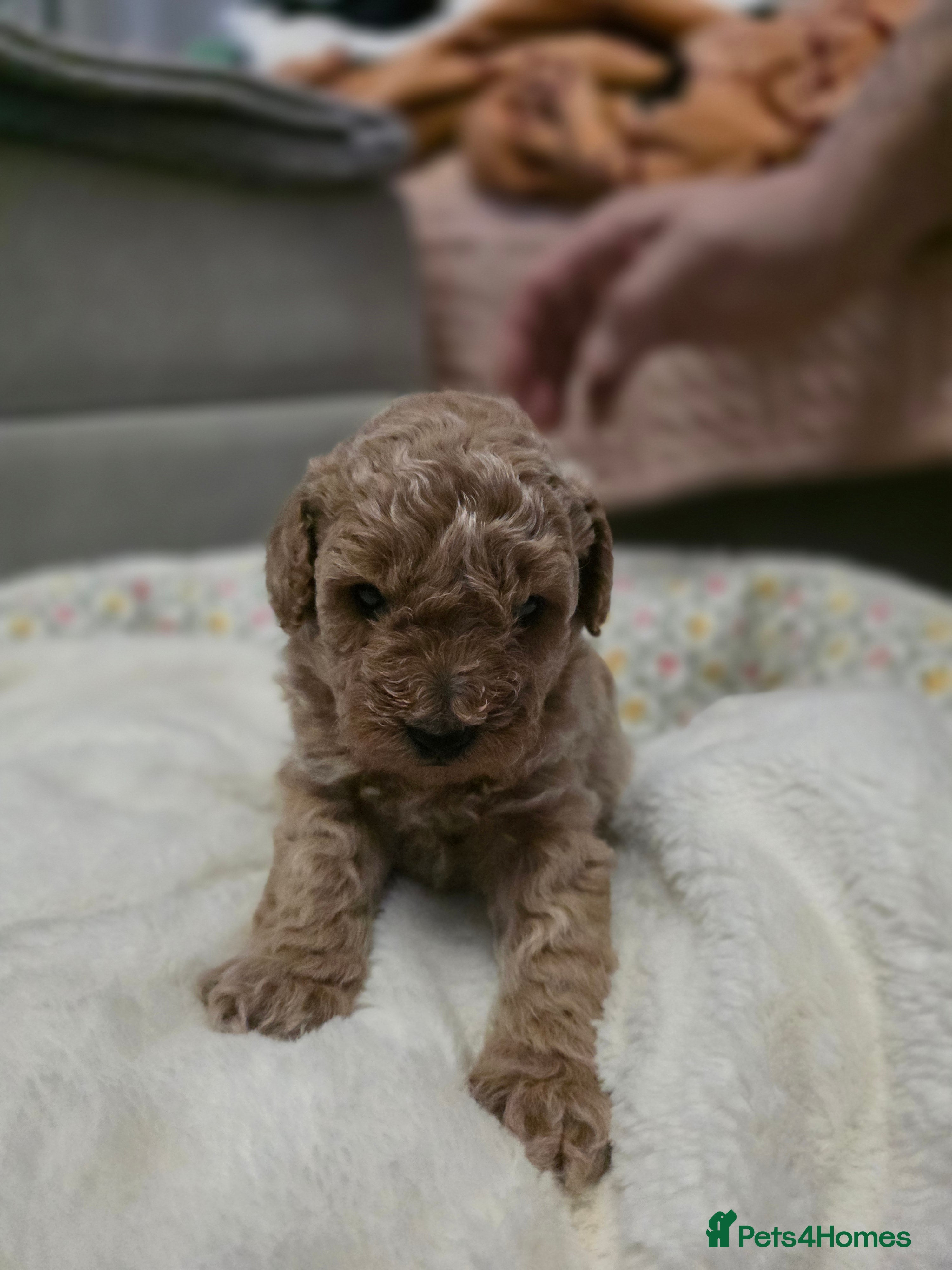 Toy Poodle dogs Toy poodle puppies  - Advert 5