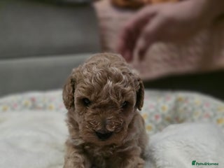 Toy Poodle dogs Toy poodle puppies - Advert 5