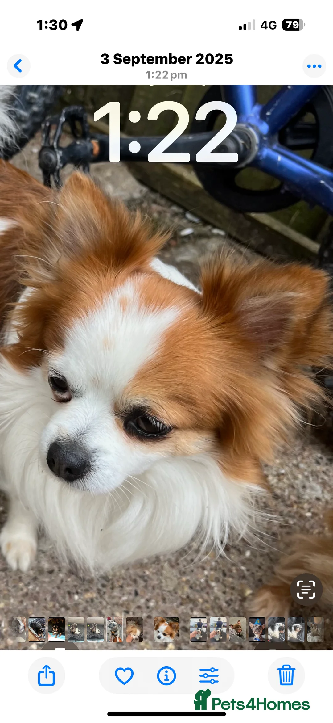 Chihuahua dogs for stud: Long haired party chihuahua  - Advert 2