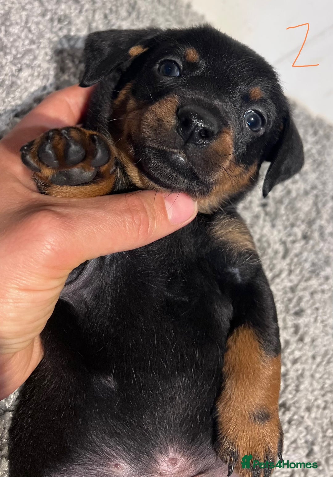 Lancashire Heeler dogs for sale: Lancashire Heelers - Image 19