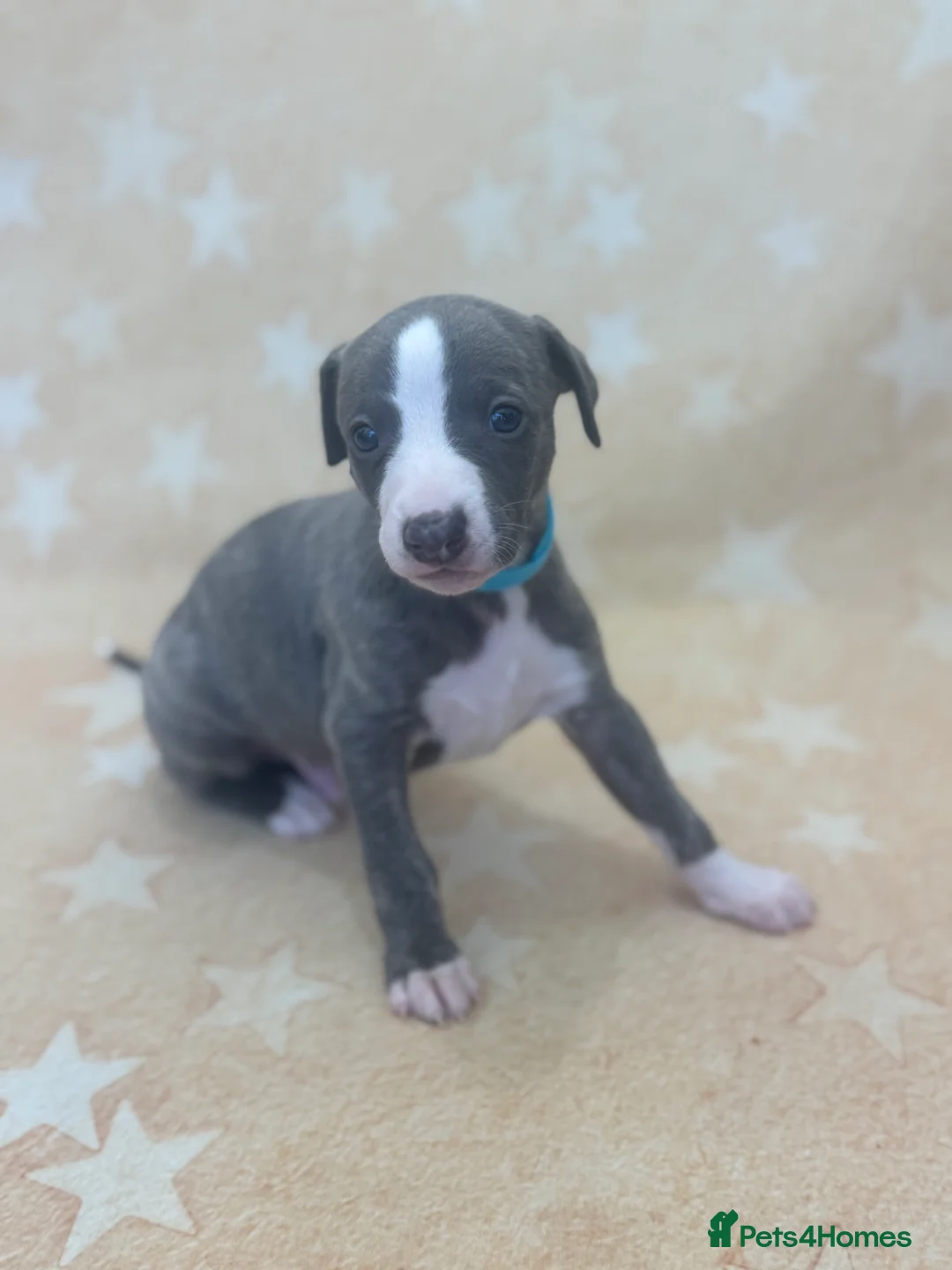 Whippet dogs for sale: Top quality KC registered Whippet pups - Advert 21