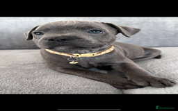 Staffordshire Bull Terrier dogs for sale: Blue Staffordshire bull terrier  - Image 17