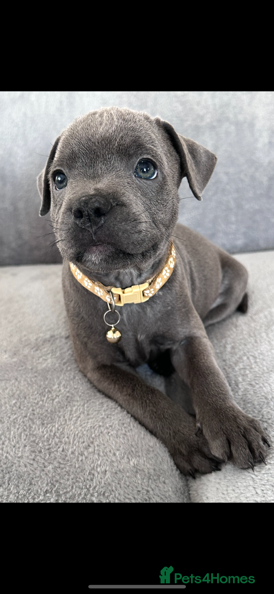 Staffordshire Bull Terrier dogs for sale: Blue Staffordshire bull terrier  - Image 17