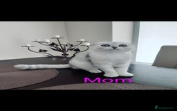 Scottish Fold cats for sale: 💞Beautiful Scottish Fold and Straight kittens🐾 - Image 35