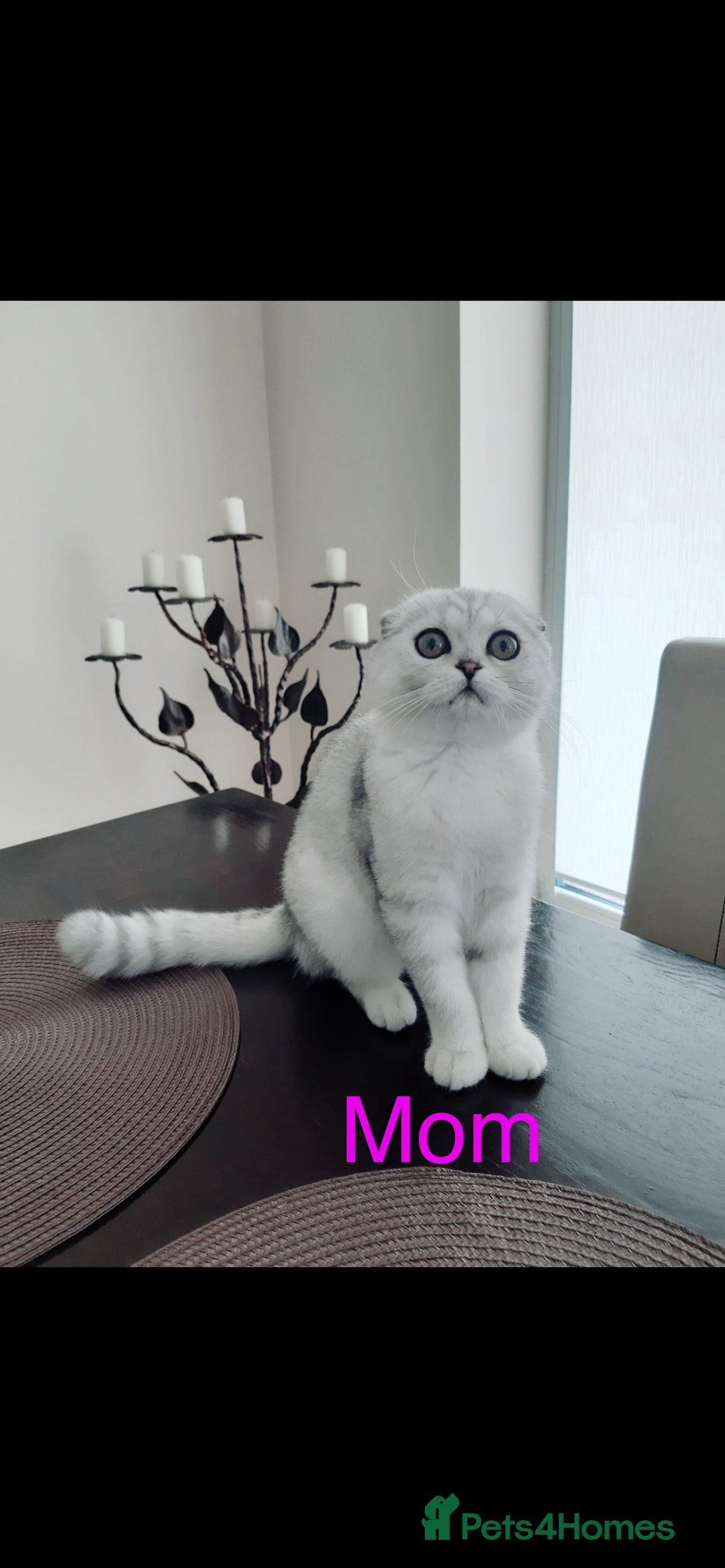 Scottish Fold cats for sale: 💞Beautiful Scottish Fold and Straight kittens🐾 - Image 35