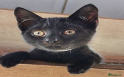 Mixed Breed cats for adoption: Apricot and Peach - sister kittens - Image 1