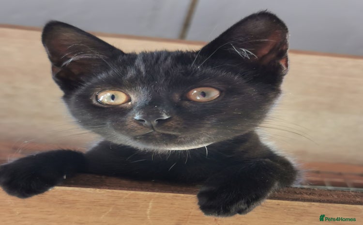 Mixed Breed cats - Advert 1
