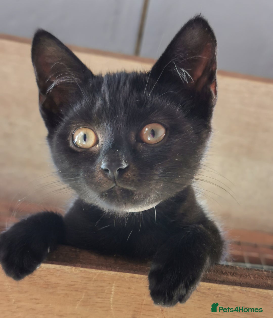 Mixed Breed cats for adoption: Apricot and Peach - sister kittens - Image 1