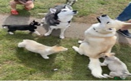 Siberian Husky dogs for stud: Siberian Husky for Stud in Wrexham - Image 4