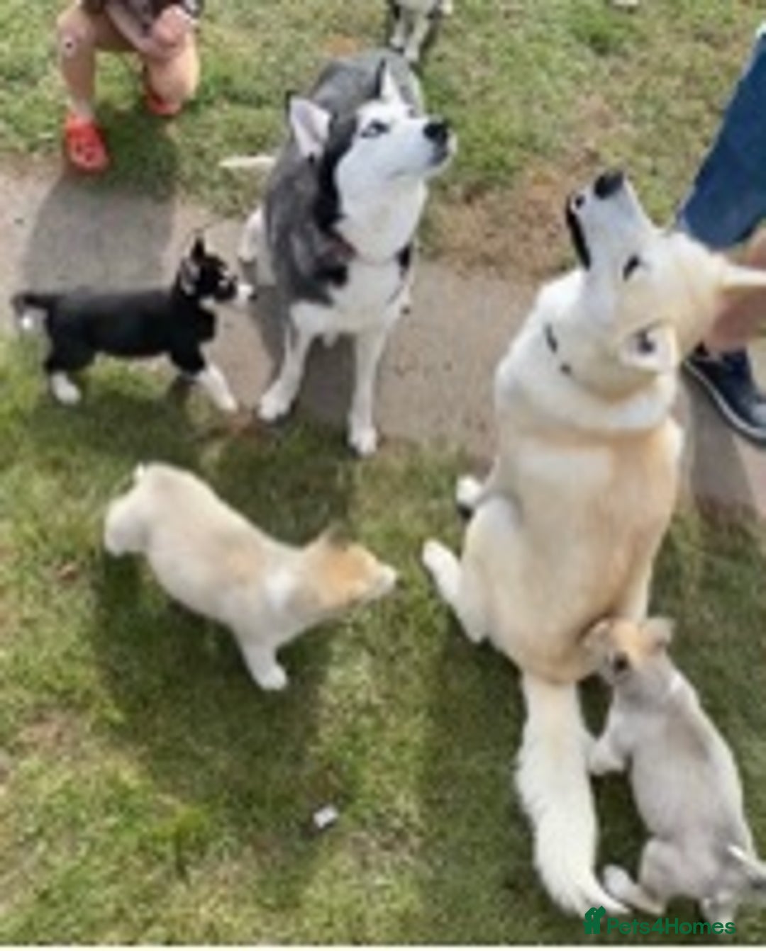 Siberian Husky dogs for stud: Siberian Husky for Stud in Wrexham - Image 4