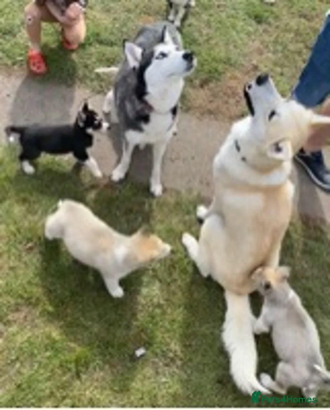 Siberian Husky dogs for stud: Siberian Husky for Stud in Wrexham - Advert 4