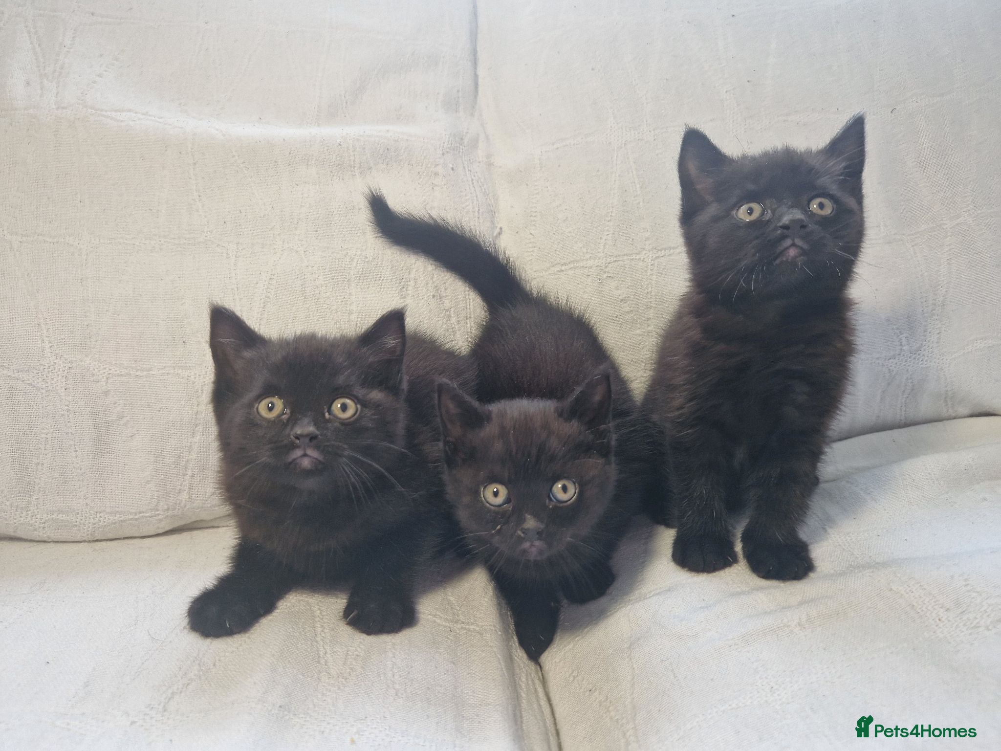 Mixed Breed cats British short-hair cross kittens  - Advert 17