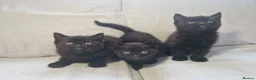 Mixed Breed cats for sale: British short-hair cross kittens  in Saint Austell - Advert 1