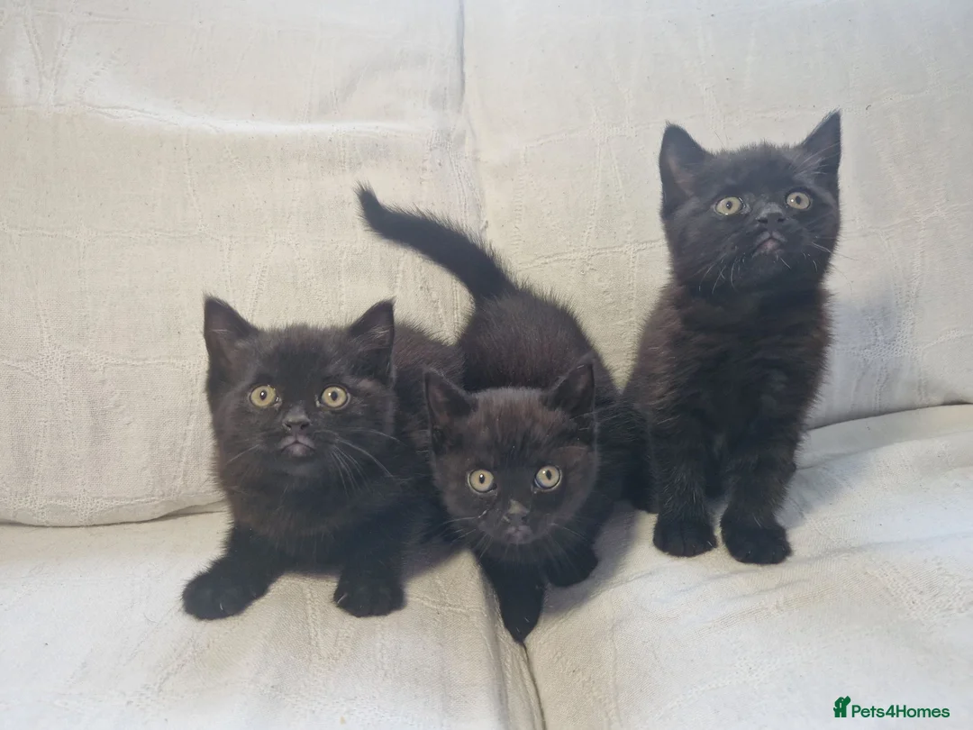 Mixed Breed cats for sale: British short-hair cross kittens  in Saint Austell - Advert 1