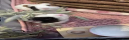 Guinea Pig rodents for sale: 2 Female Guinea Pigs  - Advert 12