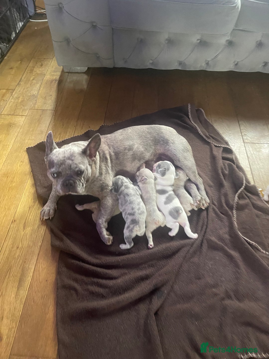 French Bulldog dogs for sale: Gorgeous pied and merle french bulldog puppies🩷💙 - Image 15