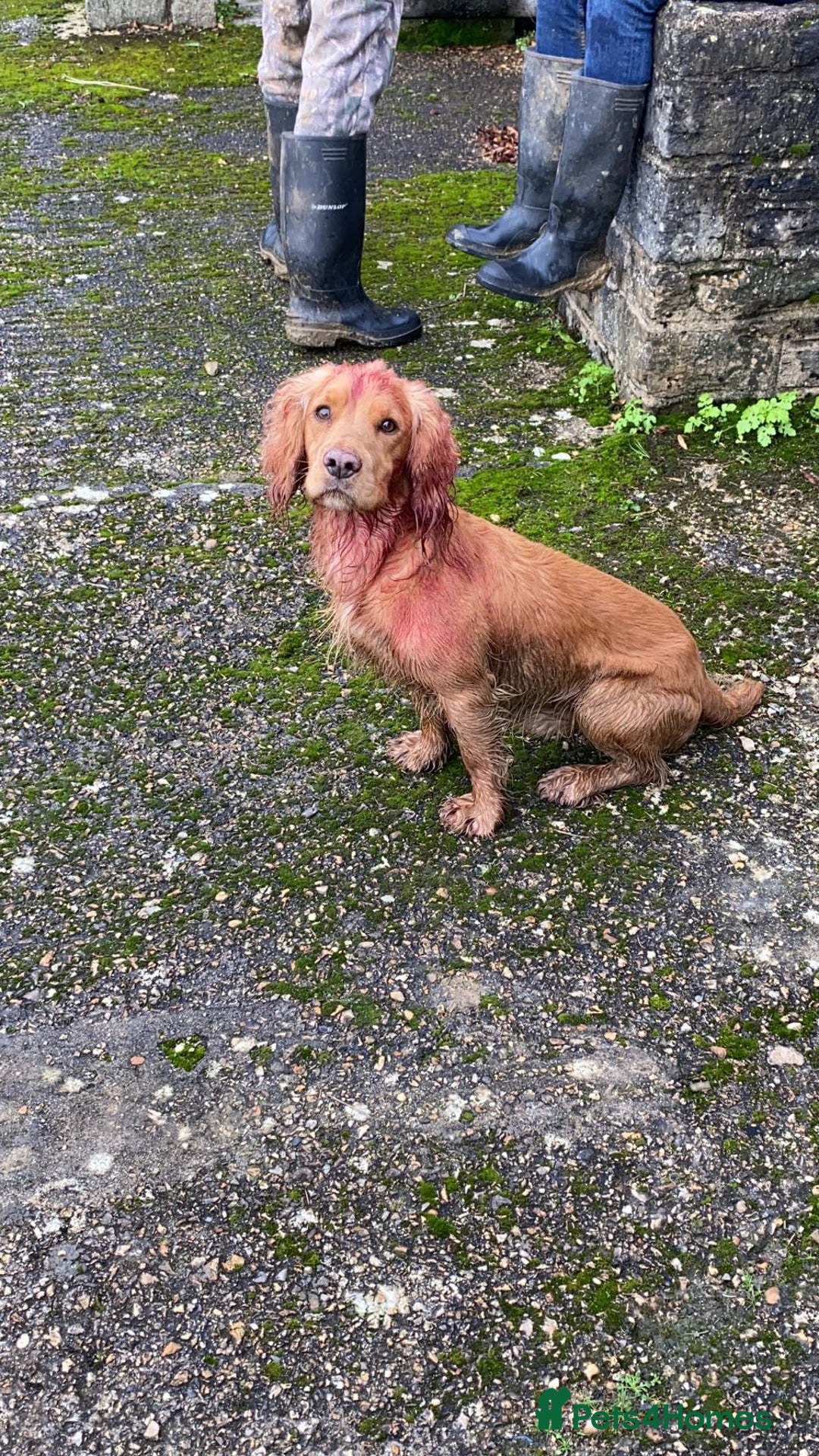 Cocker Spaniel dogs for stud: Working cocker stud - Advert 2