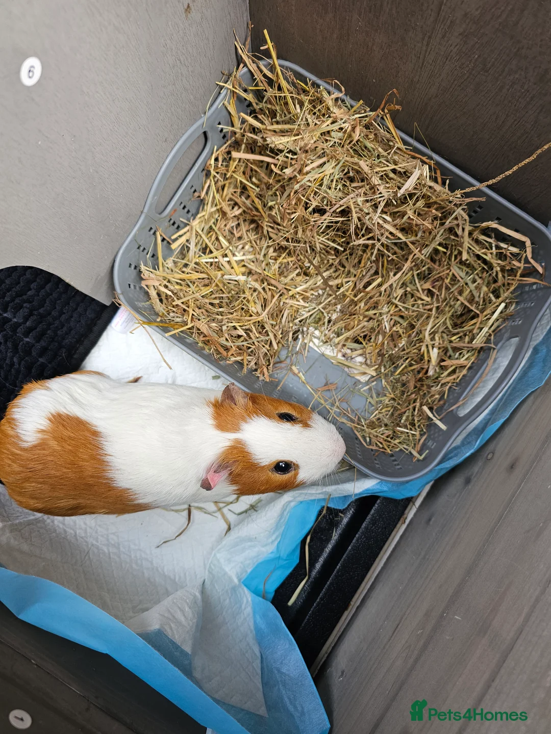 Guinea Pig rodents for sale: 2x Boy Guinea Pigs 5 months old  - Advert 1