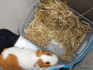 Guinea Pig rodents 2x Boy Guinea Pigs 5 months old - Advert 13