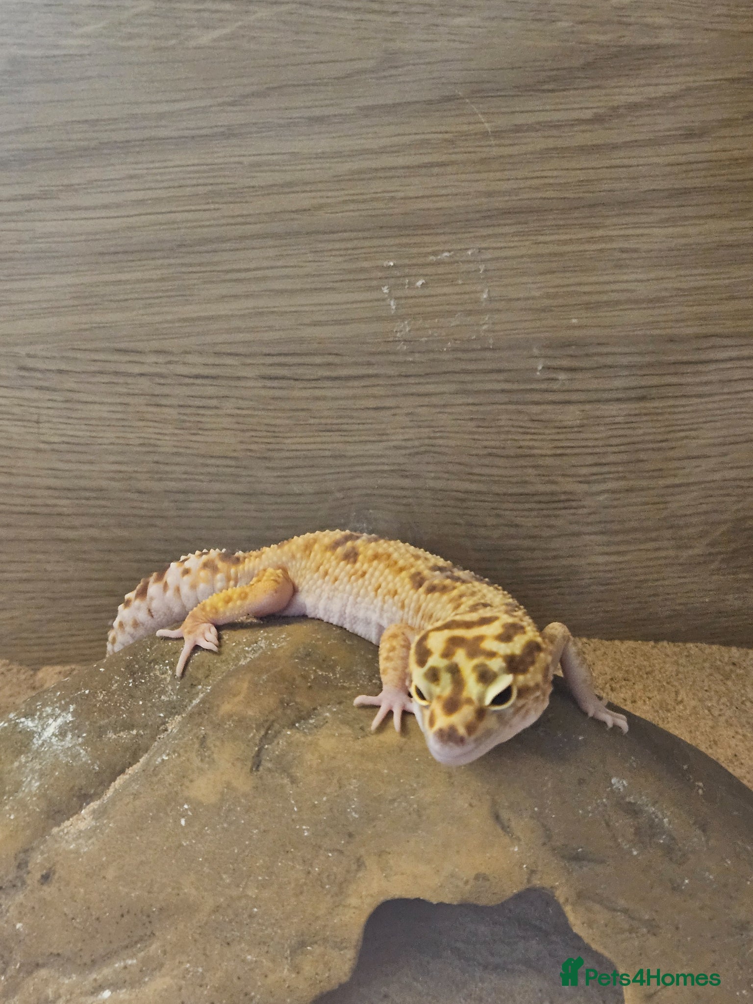 Leopard Gecko reptiles 2 Yr Female Albino Leopard Gecko  - Advert 6