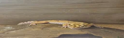 Leopard Gecko reptiles for sale: 2 Yr Female Albino Leopard Gecko  - Advert 2
